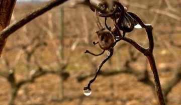 Les últimes pluges de la Finca Nadal