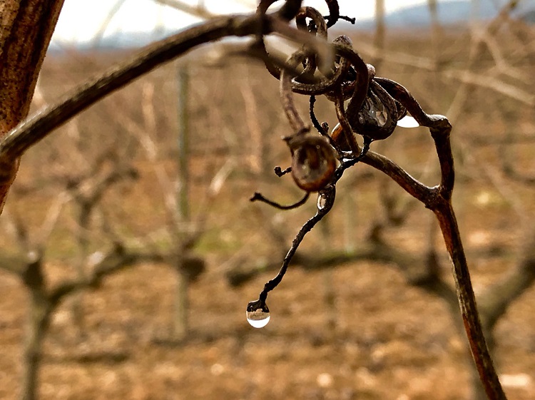Nadal Finca de la Boadella