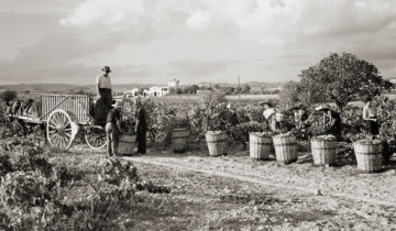 La verema del 2018, 75 anys destinats a l’elaboració de cava